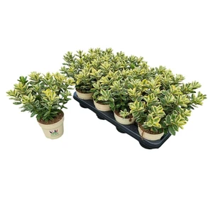 Hebe 'Queen Katrina'