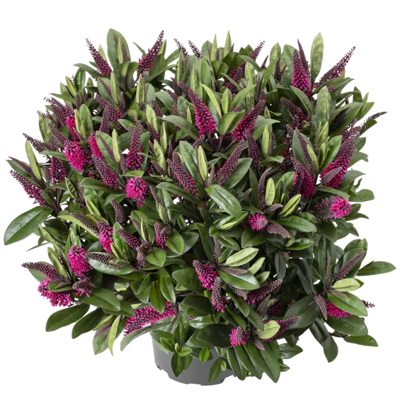Hebe 'Queen Kiwi Kirikau' 12cm - image 1