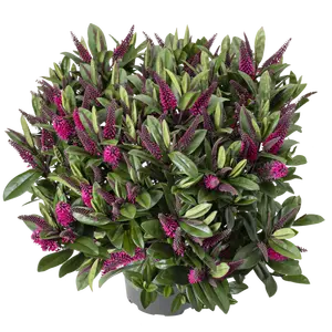 Hebe 'Queen Kiwi Kirikau'