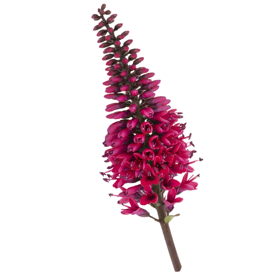 Hebe 'Queen Kiwi Kirikau' 12cm - image 2