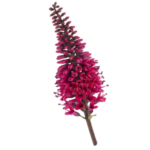 Hebe 'Queen Kiwi Kirikau' 12cm - image 2