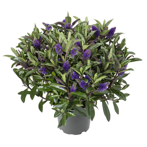 Hebe 'Queen Kiwi Otatara' - image 1