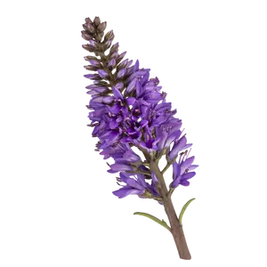 Hebe 'Queen Kiwi Otatara' - image 2