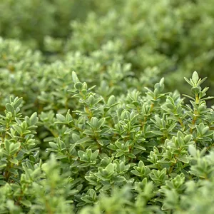 Hebe topiaria 1L