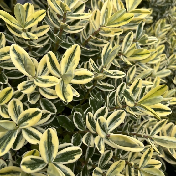 Hebe x franciscana 'Variegata'