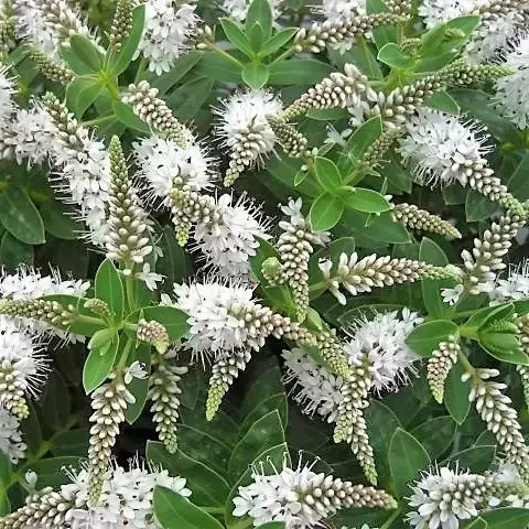 Hebe 'White Spritzer'