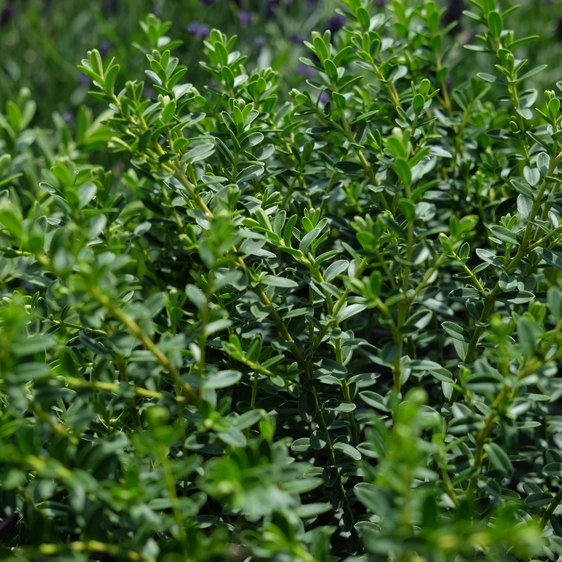 Hebe 'Wiri Cloud'