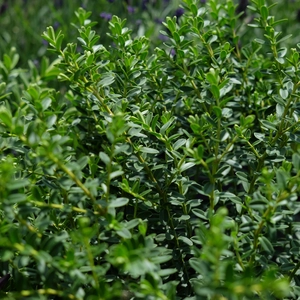 Hebe 'Wiri Cloud'