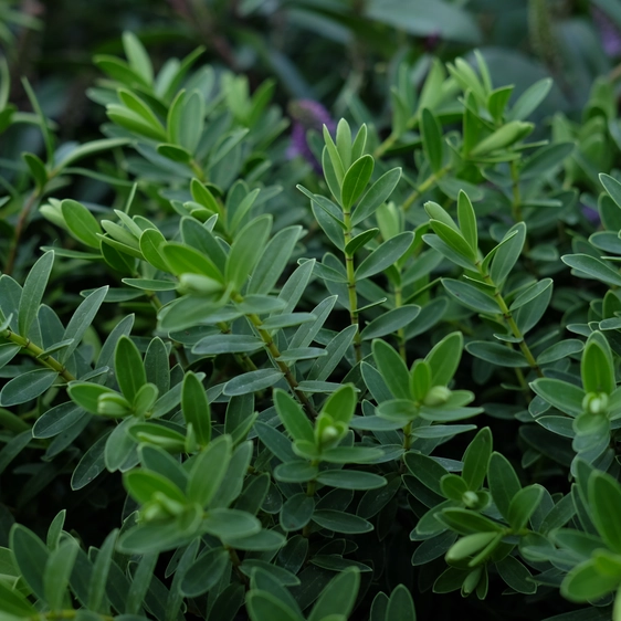 Hebe 'Wiri Mist' - image 2