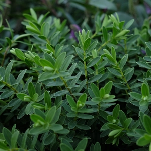 Hebe 'Wiri Mist' - image 2