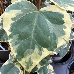 Hedera colchica 'Dentata Variegata' 3L