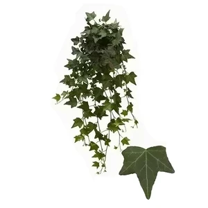 Hedera 'Elja'