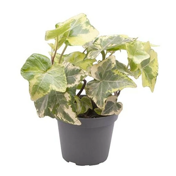 Hedera 'Esther' 8.5cm