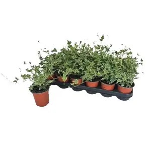 Hedera 'Esther' 8.5cm