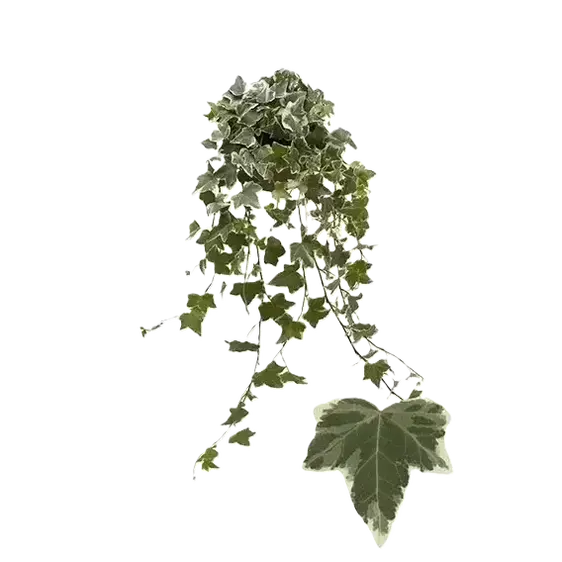 Hedera helix 'Eva' 1L
