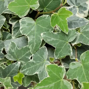 Picture Credit - Proven Winners