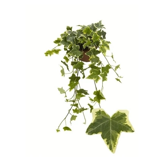 Hedera helix 'Gold Child' 1L