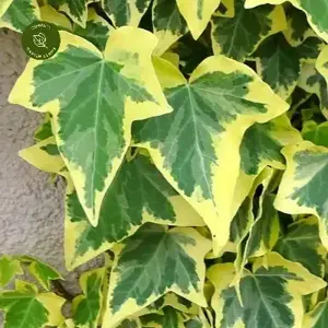 Picture Credit - FassadenGrün