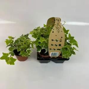 Hedera helix 'Gold Child' 9cm x 4 - image 3
