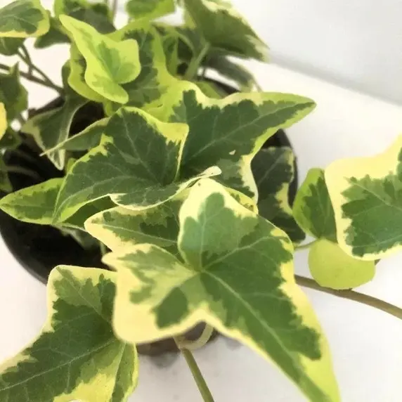 Hedera helix 'Gold Child' 9cm x 4 - image 2