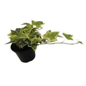 Hedera helix 'Gold Child' 1L - image 3