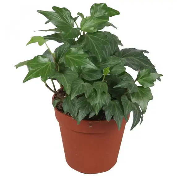 Hedera helix 'Green Ripple' 1L - image 1