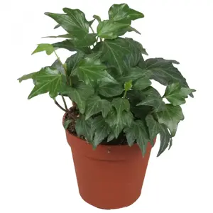 Hedera helix 'Green Ripple' 1L - image 1