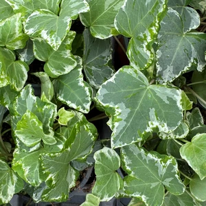 Hedera helix 'Harlequin' 9cm