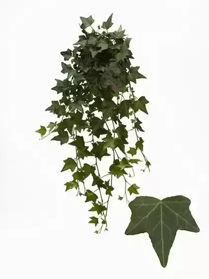 Hedera helix 'Elja'