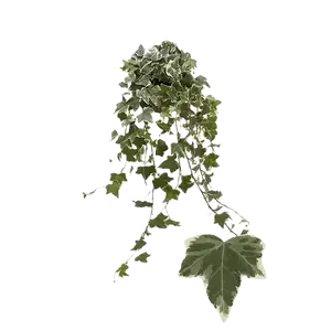 Hedera helix 'Eva' 8.5cm
