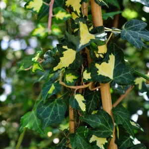 Hedera helix 'Goldheart'