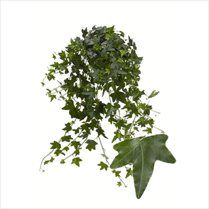 Hedera helix 'Jacobine Green'