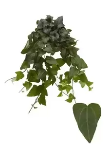 Hedera helix 'Mein Herz'