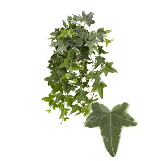 Hedera helix 'Mona Lisa'