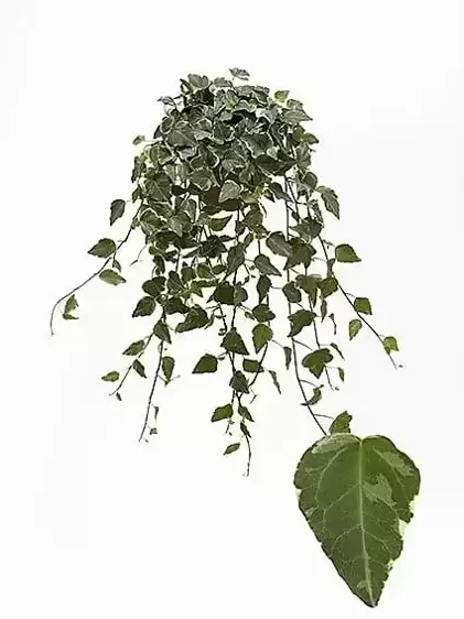 Hedera helix 'Tamara'