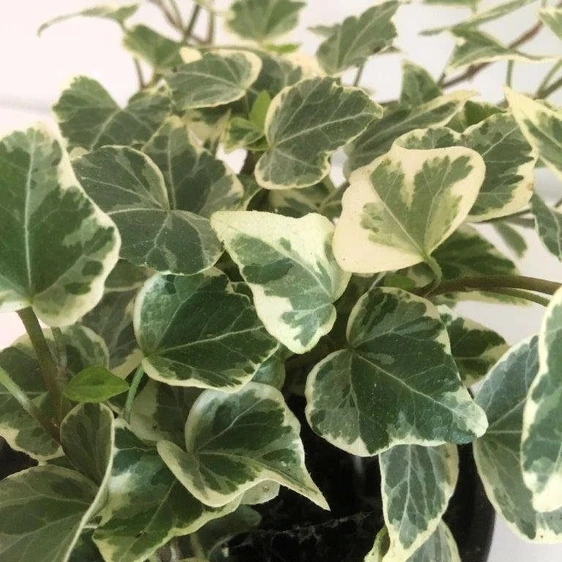 Hedera helix 'White Wonder' 9cm x 4 - image 1