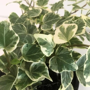 Hedera helix 'White Wonder' 9cm x 4 - image 1
