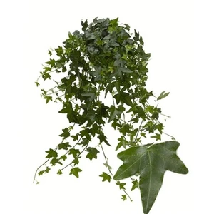 Hedera 'Jacobine Green'