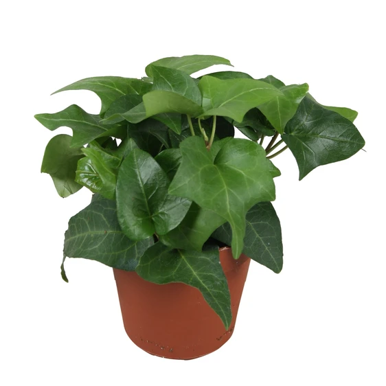 Hedera helix 'Mein Herz' 9cm