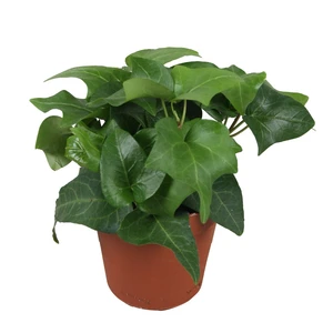 Hedera helix 'Mein Herz' 9cm