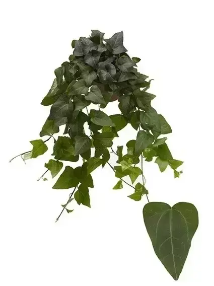 Hedera helix 'Mein Herz' 1L