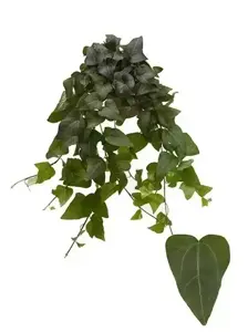 Hedera helix 'Mein Herz' 1L