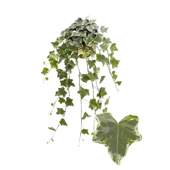 Hedera helix 'Mint Kolibri'