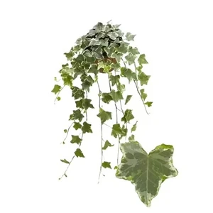 Hedera 'Mint Kolibri'