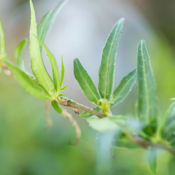 Hedera helix 'Sagittifolia' - image 2
