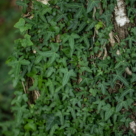Hedera helix 'Sagittifolia' - image 1