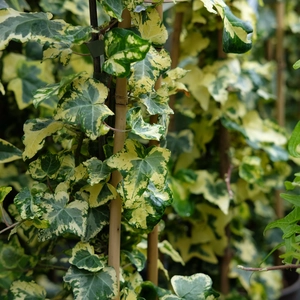 Hedera helix 'Saint Agnes'