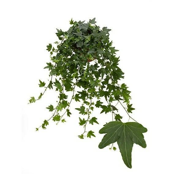 Hedera helix 'Sjoelle'