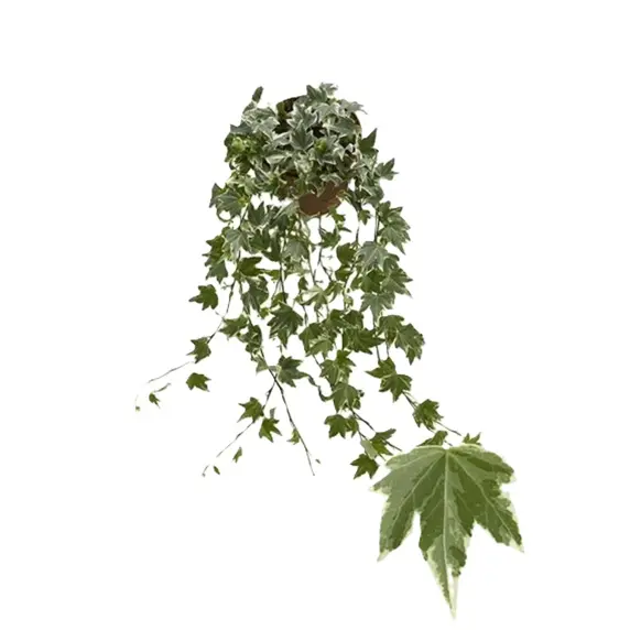 Hedera helix 'White Ripple'