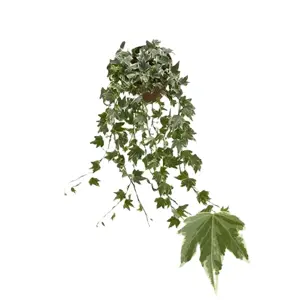 Hedera helix 'White Ripple'